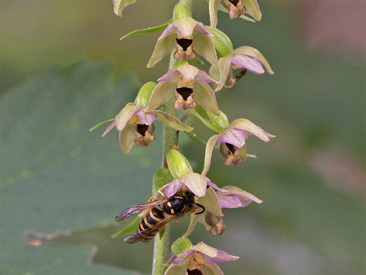 Epipactis helleborine